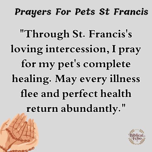 st francis prayer for animals st francis prayer for animals
