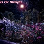 Prayers For Midnight